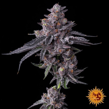 Barney's Farm Zillions Feminized Seeds | Candy Flavor