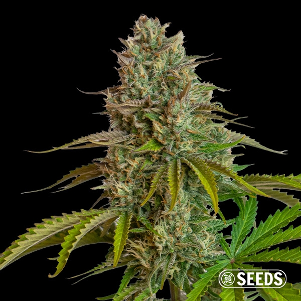 View Fantasy Melon Auto