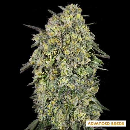Papaya Triploid by Advanced Seeds