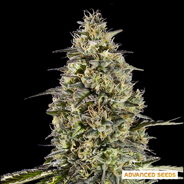 View Runtz Triploid by Advanced Seeds