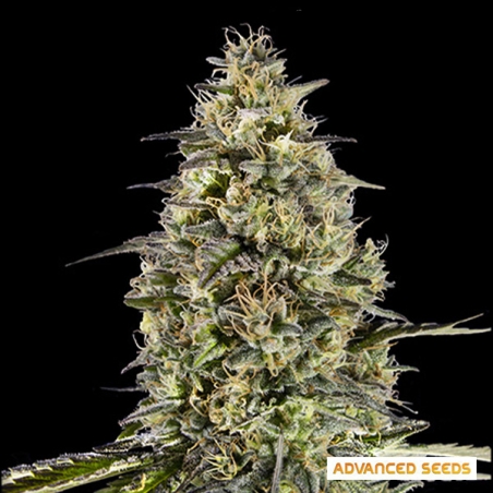 Runtz Triploid by Advanced Seeds