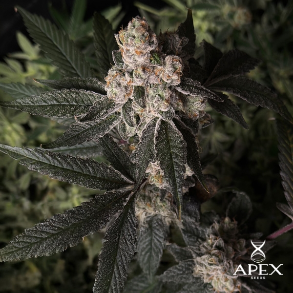 View Grape Pie by Apex Seeds | Potency, flavor, and resin