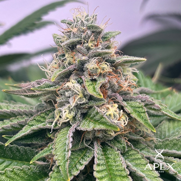 Monchi Gelatto by Apex Seeds | High yield and sweet profile