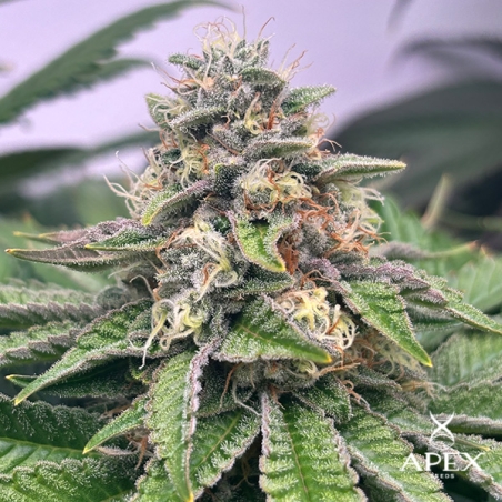 Monchi Gelatto by Apex Seeds | High yield and sweet profile