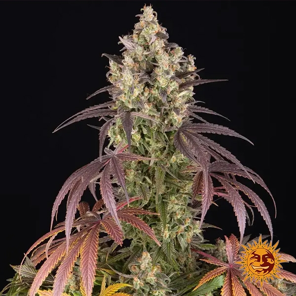 View Lemon Cherry Gelato Barneys Farm x Backpack Boyz