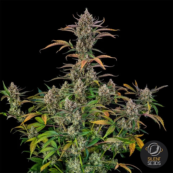 View Rainbow Breath Auto | Premium Autoflowering Seed