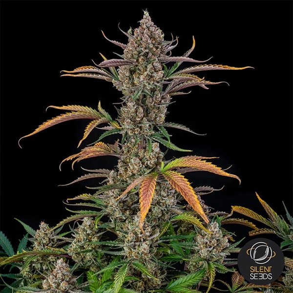 Rainbow Breath Auto | Premium Autoflowering Seed
