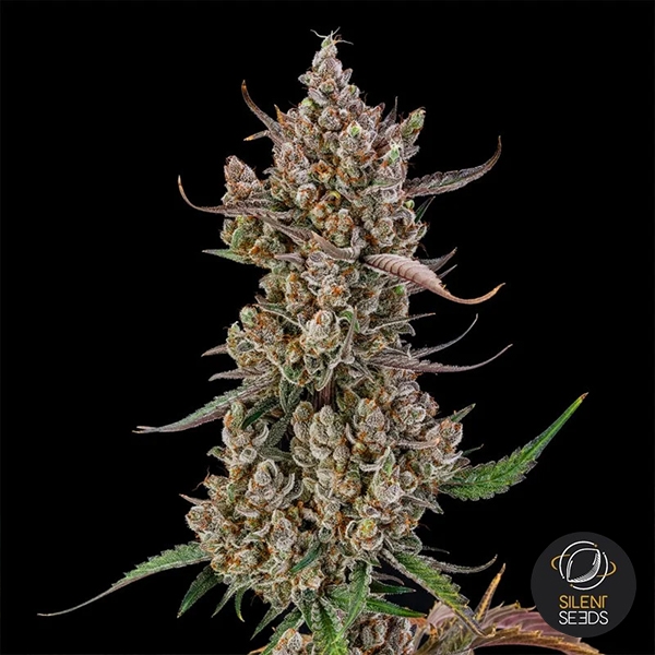 Rainbow Breath Auto | Premium Autoflowering Seed
