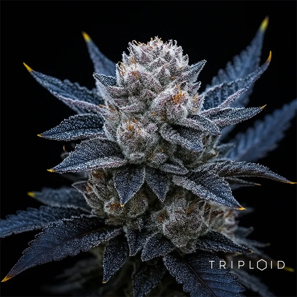 View Guava Ice Cream Triploid | Feminized Seed GB