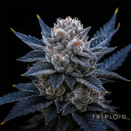 Guava Ice Cream Triploid