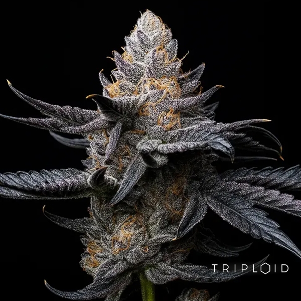 View White Diamond Triploid | Feminized Seed GB