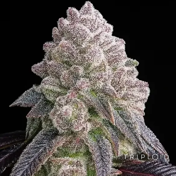 Tropical Sherbberry | Premium Triploid Feminized Seed
