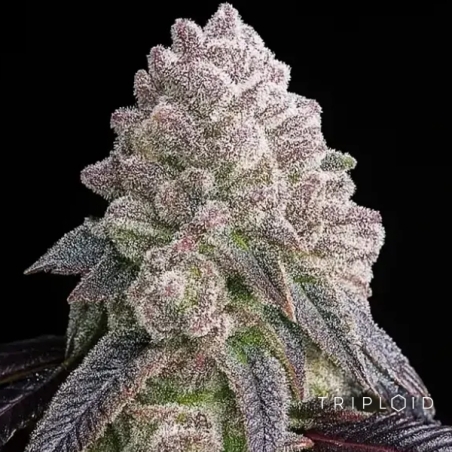 Tropical Sherbberry | Premium Triploid Feminized Seed