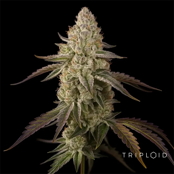 View Banana Velvet OG Triploid | Feminized Seed GB