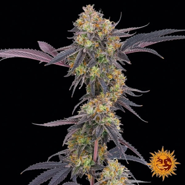 Tropicana Cherry – Sativa-Dominant Hybrid | GB The Green Brand
