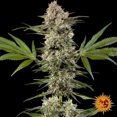 Banana Runtz F1 Hybrid whole plant