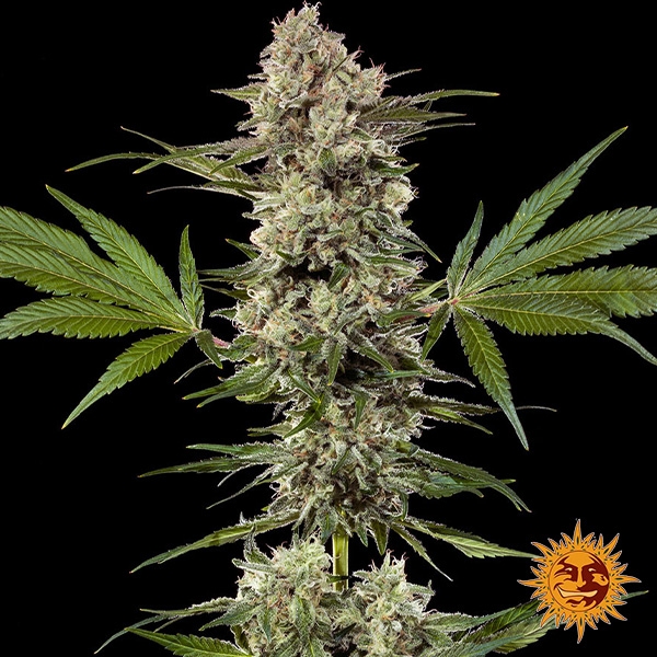 View Banana Runtz F1 Hybrid whole plant