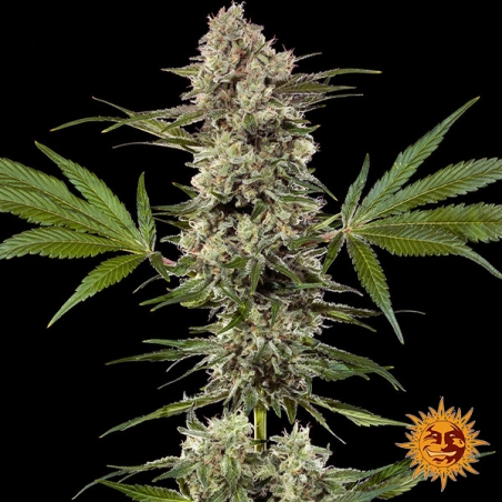 Banana Runtz F1 Hybrid whole plant