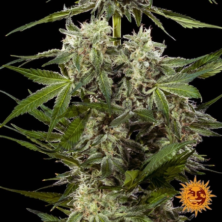 Banana Runtz F1 Hybrid flower photo
