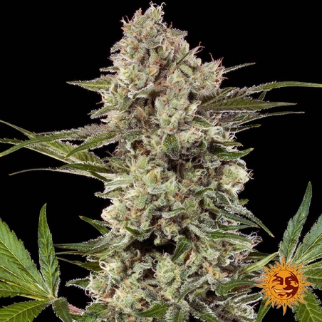 Banana Runtz F1 Hybrid central flower