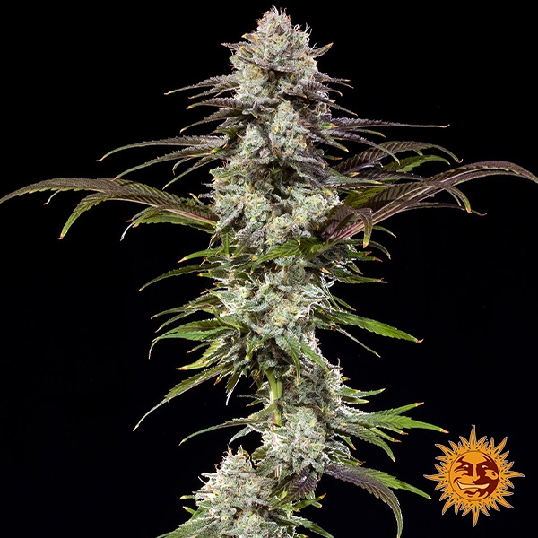 View London Pound Cake F1 Hybrid plant photo