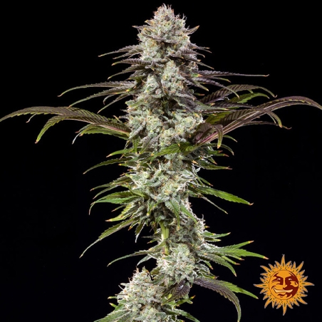 London Pound Cake F1 Hybrid plant photo