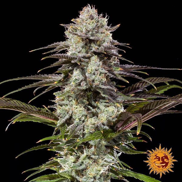 London Pound Cake F1 Hybrid central flower