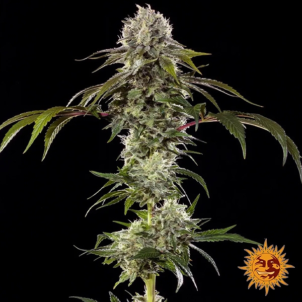 View Durban Poison F1 Hybrid plant
