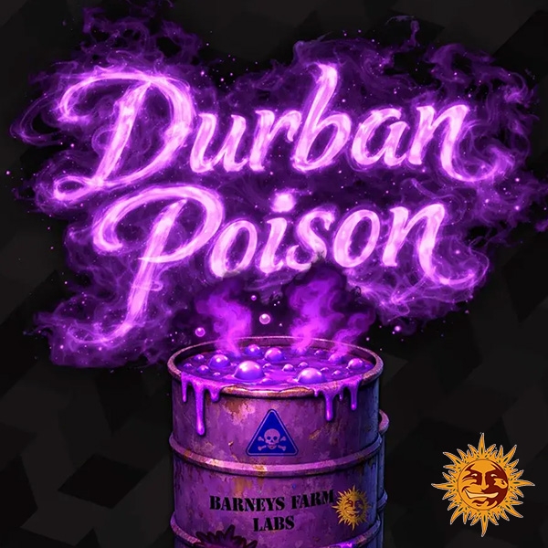 Durban Poison F1 Hybrid design