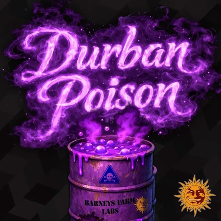 Durban Poison F1 Hybrid design