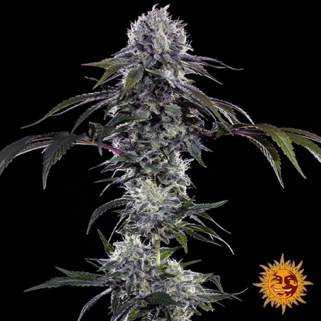 Durban Z F1 Hybrid plant