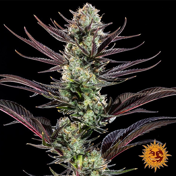 View Thin Mint Frosting F1 Hybrid plant photo