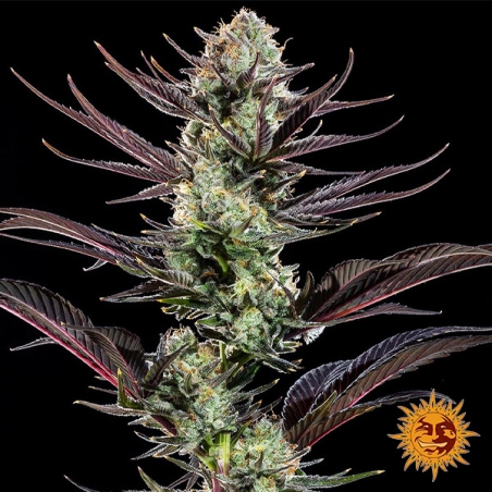 Thin Mint Frosting F1 Hybrid plant photo