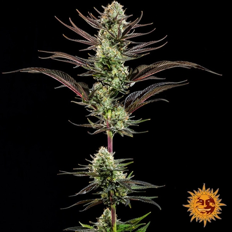 Thin Mint Frosting F1 Hybrid whole plant