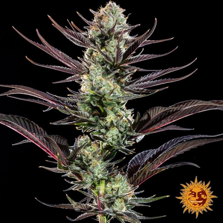 Thin Mint Frosting F1 Hybrid central flower