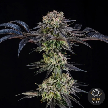 Julian Marley Special by Julian Marley Whole plant