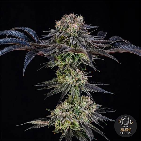 View Julian Marley Special by Julian Marley Whole plant