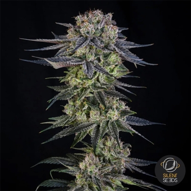 Julian Marley Special by Julian Marley Central bud