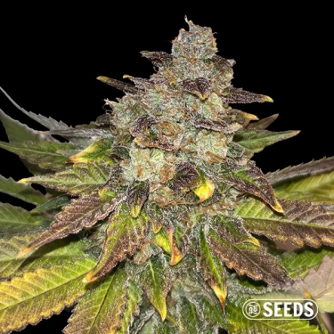 Wedding Cake Regular
