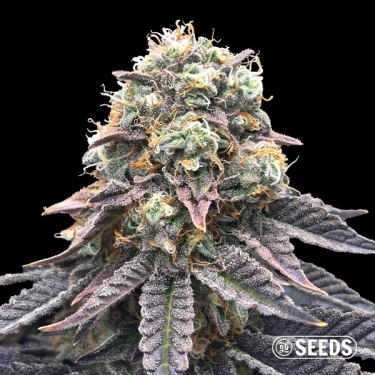 Mimosa Regular