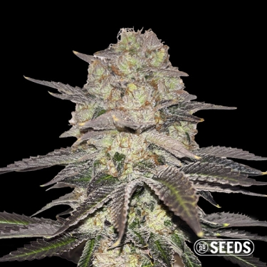 Gelato Regular