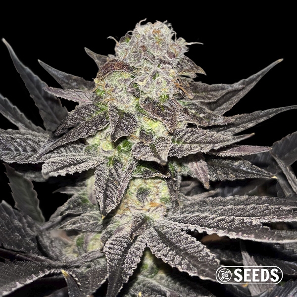 View Miracle Alien Cookies Regular GB Strains | GB