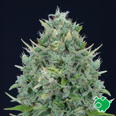 Txomango Auto by Genehtik | Tropical autoflowering seed
