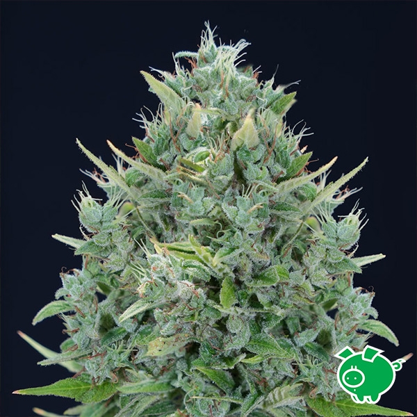 Txomango Auto by Genehtik | Tropical autoflowering seed