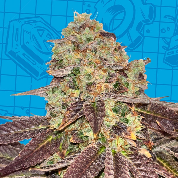 K-Mintz Biscuits Ripper Seeds x GB | Limited Edition