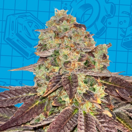 K-Mintz Biscuits Ripper Seeds x GB | Limited Edition
