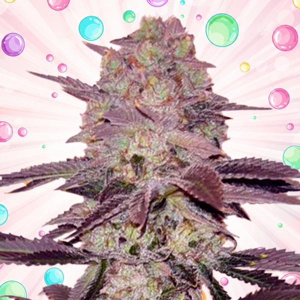 Sweet Velvet Drip F1 Fast Version® | GB x Sweet Seeds