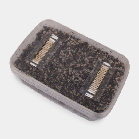 Mushroom Substrate - GB The Green Brand