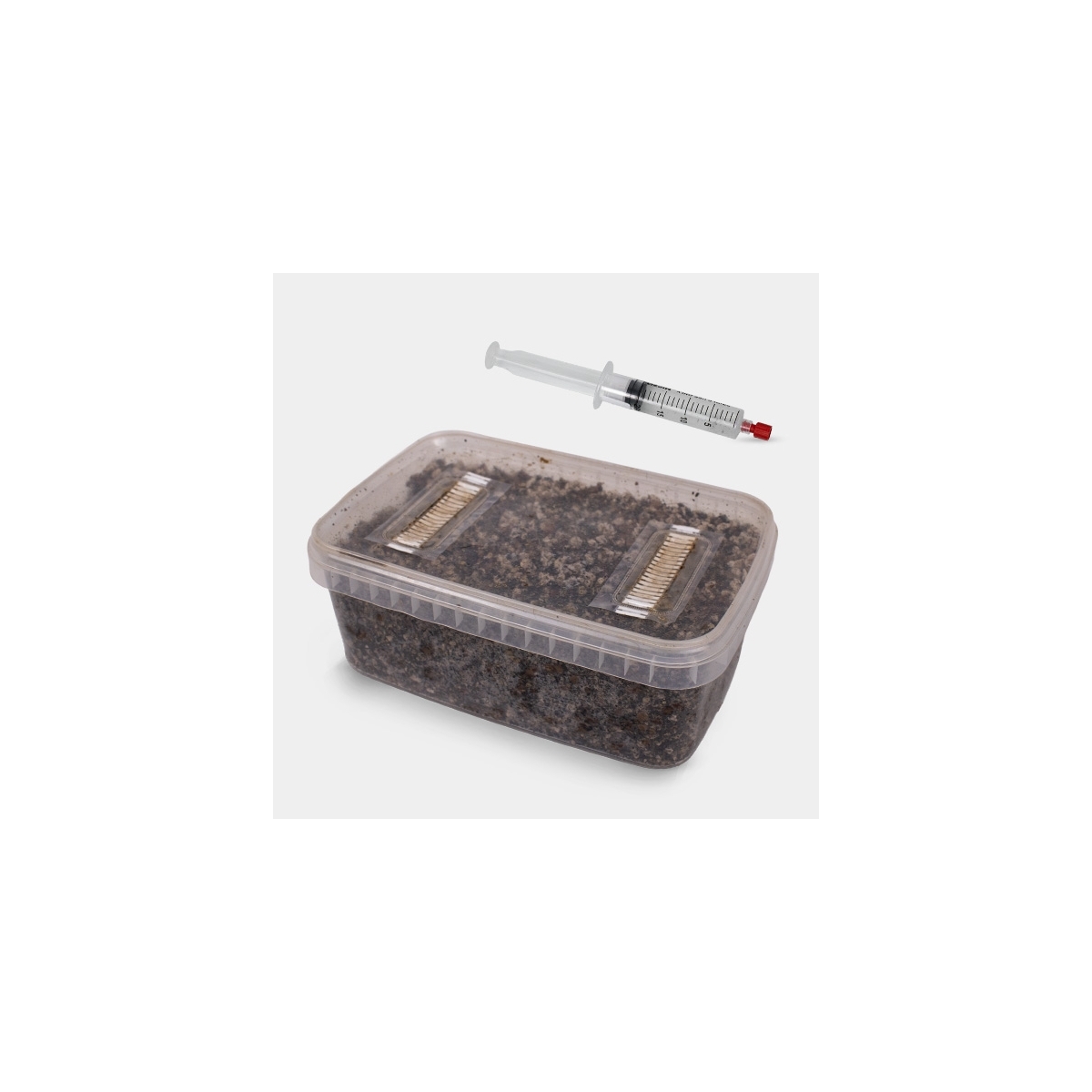 Microscopic Spore Study Kit (Tupper Included) - GB The Green Brand