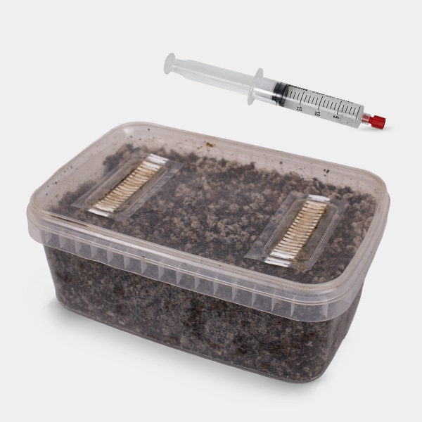 View Microscopic Spore Study Kit (Tupper Included) - GB The Green Brand
